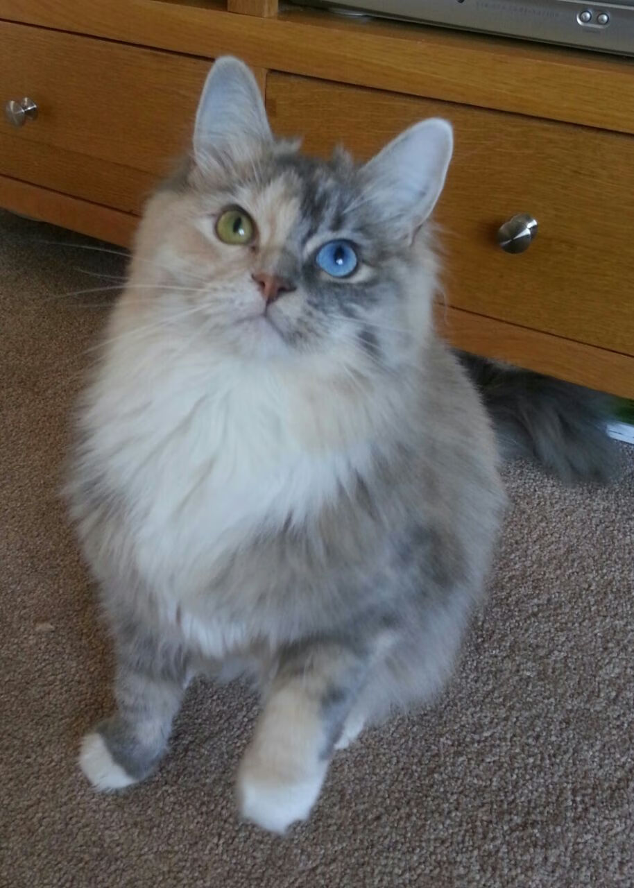 英超争冠焦点战，拉齐奥逆转罗马