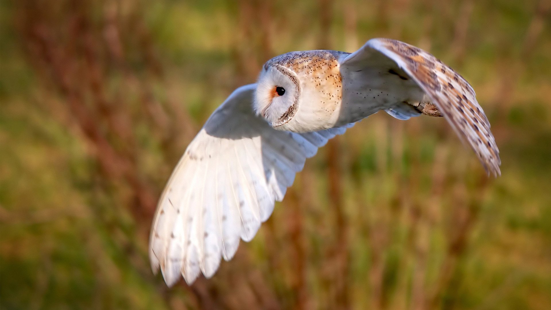 摩纳哥的叹息之墙，当莱奥让利物浦的防线沦为提线木偶